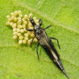 Kako se nositi sa tripsom na ružama